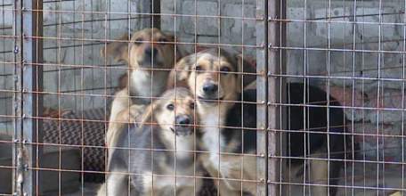 Силами сердобольных энтузиастов начато возведение нового приюта для бездомных кошек и собак