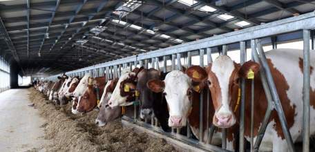 Положительная динамика развития животноводства зарегистрирована в Липецкой области