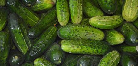 Сбор овощей закрытого грунта в Липецкой области превышает прошлогодний на 35%