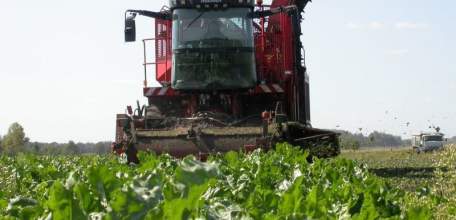 В Липецкой области началась уборка сахарной свеклы