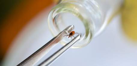 Информация об эпидситуации по иксодовому клещевому боррелиозу на 10 сентября 2020 г.