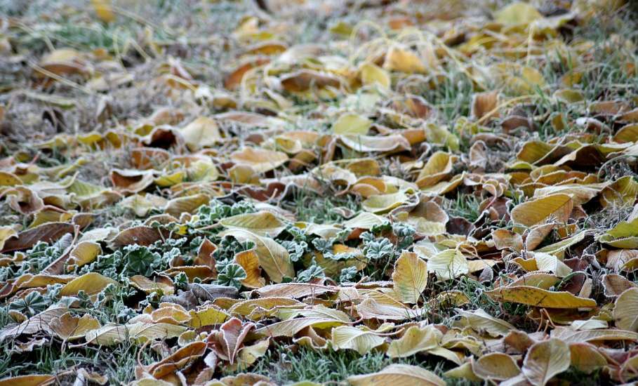 В Липецкой области ожидается опасное метеорологическое явление - заморозки до 2 градусов мороза