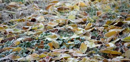 В Липецкой области ожидается опасное метеорологическое явление - заморозки до 2 градусов мороза