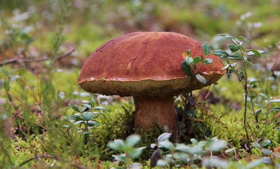 Отправляясь в лес за грибами, не забывайте о правилах безопасности!