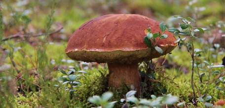 Отправляясь в лес за грибами, не забывайте о правилах безопасности!