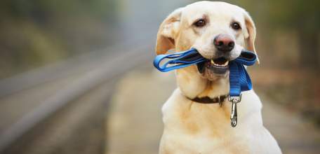 Дети до 14 лет не могут выгуливать собак без сопровождения взрослых