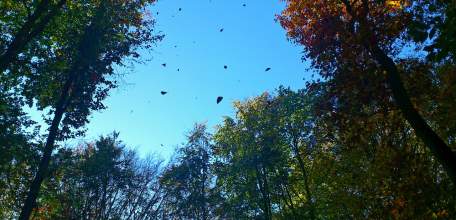 На территории Липецкой области ожидается усиление ветра с порывами до 17 м/с