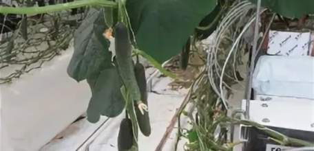 Более 100 тысяч тонн овощей закрытого грунта собрали в Липецкой области