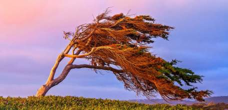 1 октября на территории Липецкой области ожидается усиление ветра с порывами до 17 м/с