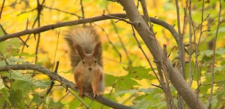 «Беличья столовая»: елецкая семья смастерила необычную кормушку в Парке 40-летия октября
