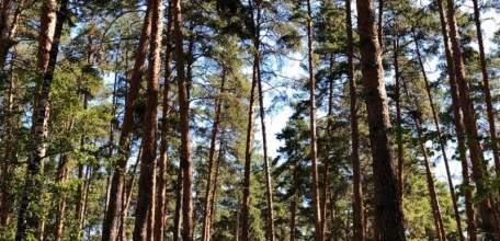 Посещение лесов в Липецкой области запрещено по 25 октября 2020г.