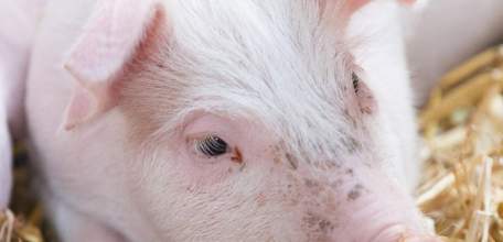 Полиция Елецкого района задержала подозреваемого в краже поросенка