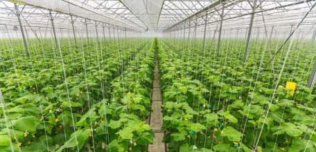 Липецкая область остается лидером по сбору овощей закрытого грунта