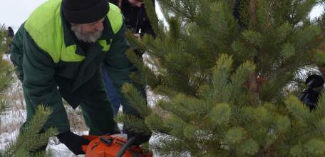 Липецкие лесники планируют заготовить к Новому году около 30 тыс. сосен и елей