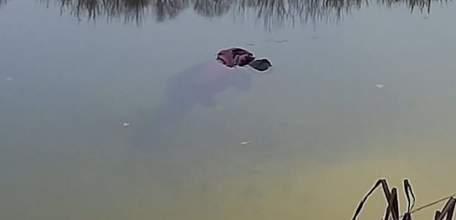 В реке Быстрая Сосна обнаружен труп мужчины: в причинах гибели разбираются следователи