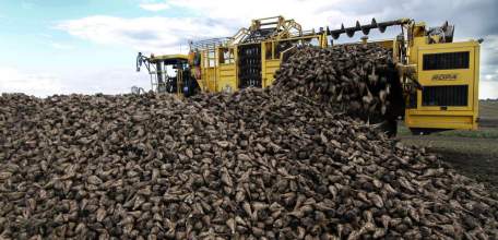 Уборка сахарной свёклы почти завершена в Липецкой области