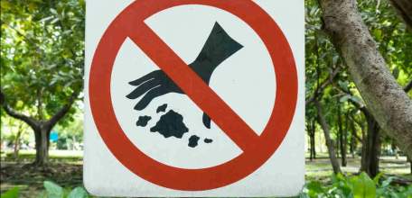 С нового года изменятся правила санитарной безопасности в лесах