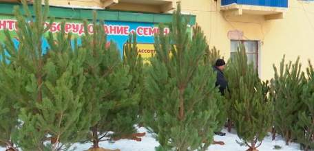 В Ельце начали работать ёлочные базары