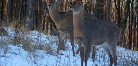 Перепись лесных животных началась в Липецкой области