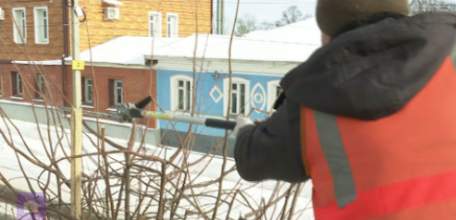 Время стрижки: сотрудники липецкого зеленхоза приступили к обрезке деревьев на улицах Ельца