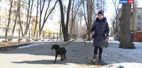 Чипу поспешили на помощь: спасённый водолазами пёс вернулся в дом