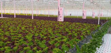 Производство новой культуры запустил тепличный комплекс в Елецком районе