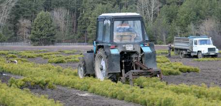 Лесокультурные работы начались в Липецкой области