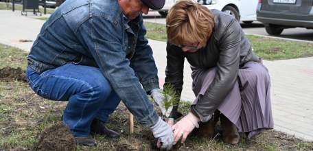 В Ельце высадили сосны в День космонавтики