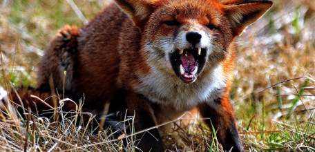 О ситуации в Липецкой области по бешенству в 2020 году