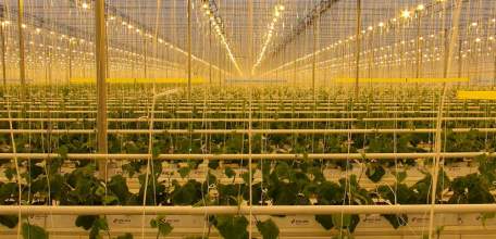 Тепличный комбинат «Елецкие овощи» получил дополнительные энергомощности