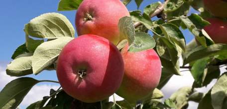 Органическое производство развивается в Липецкой области