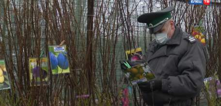 Что посеешь, то пожнёшь: Управление Россельхознадзора проверяет качество саженцев и семян, которыми торгуют на рынках