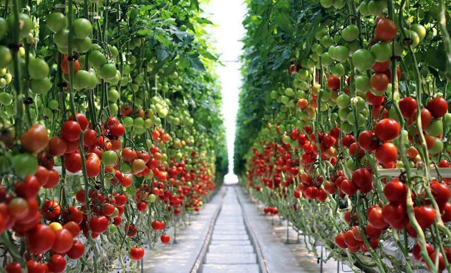 Производство тепличных овощей в Липецкой области увеличивается