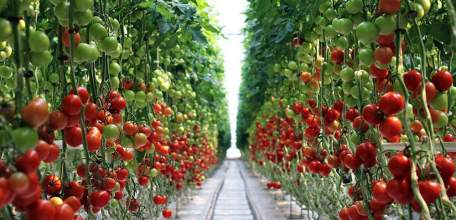Производство тепличных овощей в Липецкой области увеличивается