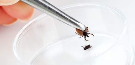 О ситуации и мерах по предупреждению инфекций, передающихся иксодовыми клещами на 20 мая 2021 г.