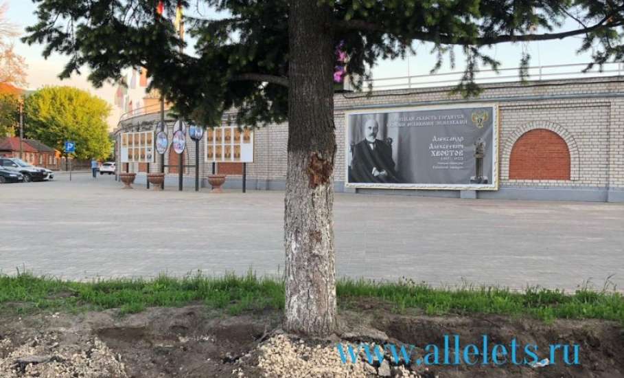 По улице Коммунаров подрядная организация повредила корни дорогих и старинных елей!