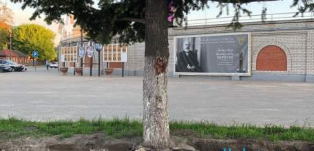 По улице Коммунаров подрядная организация повредила корни дорогих и старинных елей!