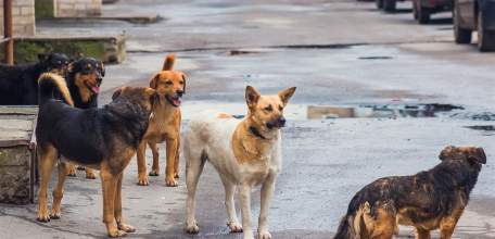 Прокурор г. Ельца потребовал от главы органа местного самоуправления принять меры по обращению с безнадзорными животными