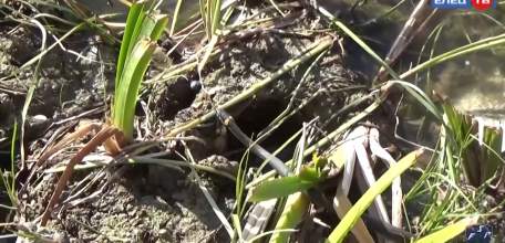 Как защититься летом от змей: памятка жителям