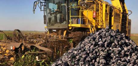 Липецкие аграрии приступили к уборке сахарной свёклы