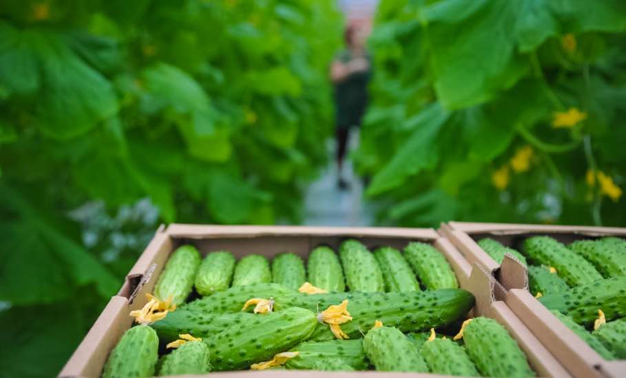 Более 114 тысяч тонн овощей уже получено в Липецкой области