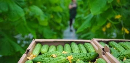 Более 114 тысяч тонн овощей уже получено в Липецкой области