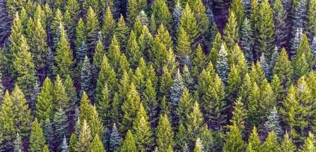 Площадь лесов увеличилась в Липецкой области и еще 13 российских регионах