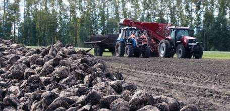 Первый миллион тонн сахарной свёклы собран в Липецкой области