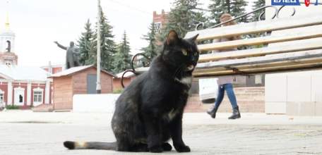 «Добрая лапа»: волонтёры Ельца приглашают добровольцев присоединиться к благотворительной акции