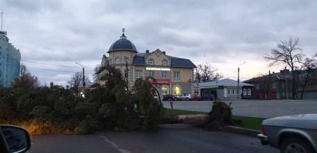 Сильные порывы ветра повалили деревья и оставили ельчан без света