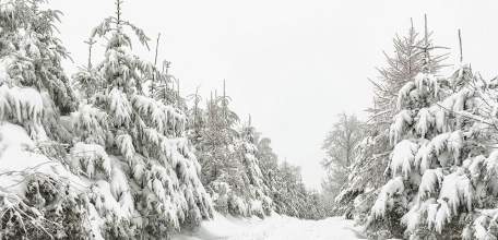 Жители Липецкой области перестали незаконно рубить ели и сосны к Новому году