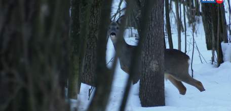 Лесные столовые: инспекторы по охране диких животных помогают своим подопечным пережить холода