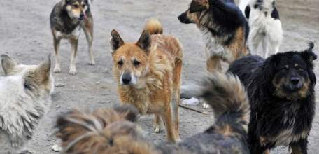 Прокуратура Елецкого района приняла меры в связи с нападением бездомной собаки на 9-летнюю девочку