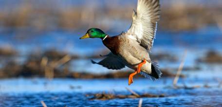 В Липецкой области открывается весенний сезон охоты